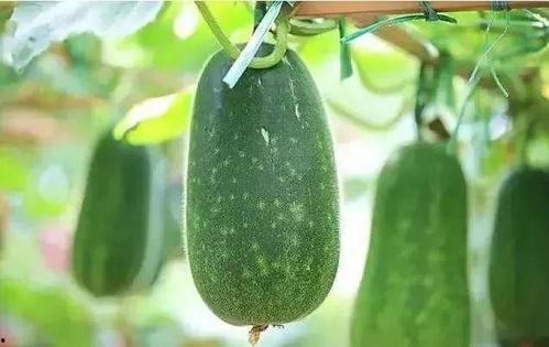 黑料吃瓜网apk普通安装 