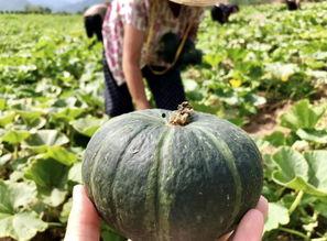 黑料吃瓜网apk普通安装 