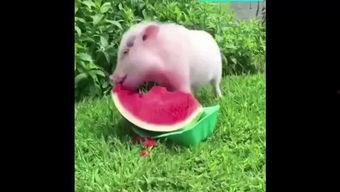 小猪可怕的猎杀 