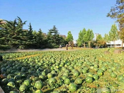 黑料吃瓜网apk普通安装